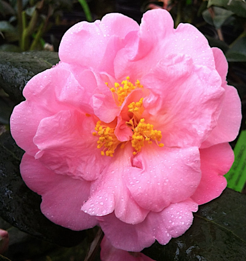 Camelia sasanqua Shishigashira v. 18