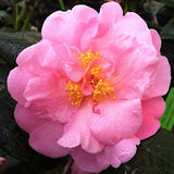 Camelia sasanqua Shishigashira v. 18