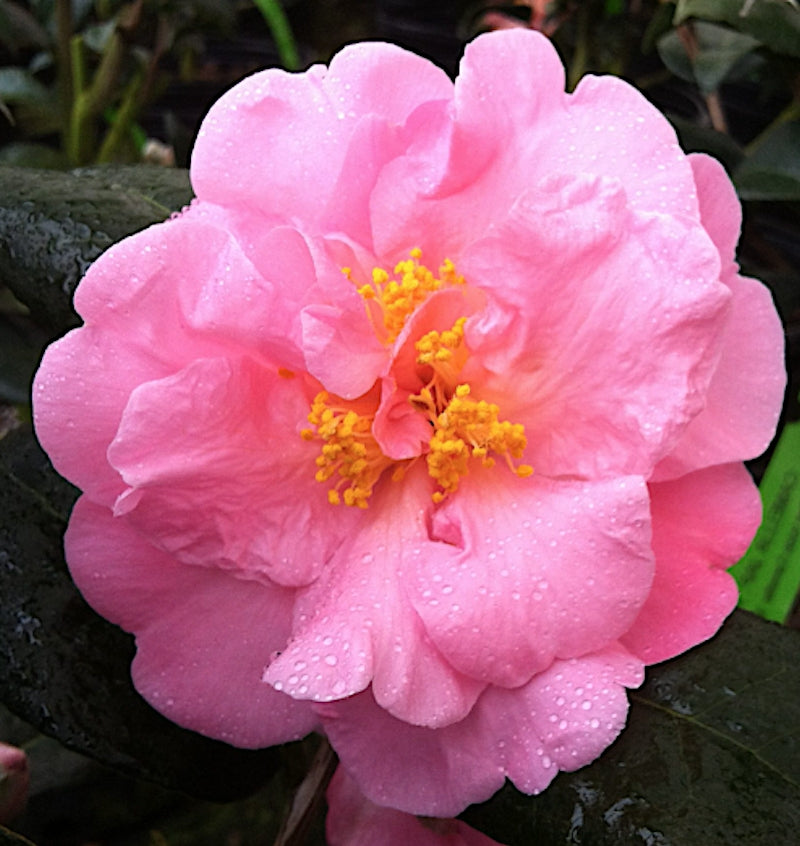 Camelia sasanqua Shishigashira v. 18