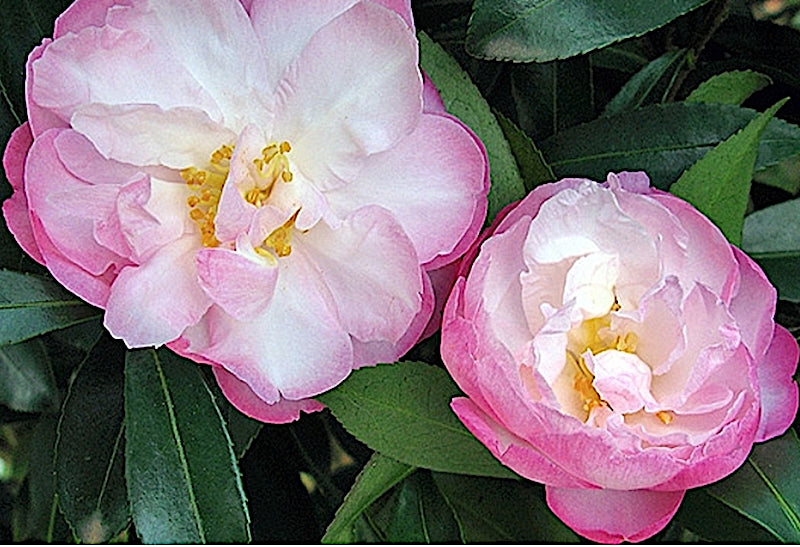 Camelia sasanqua Little Pearl vaso 18