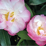 Camelia sasanqua Little Pearl vaso 18