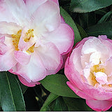 Camelia sasanqua Little Pearl vaso 18