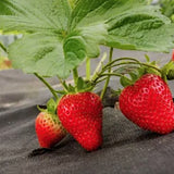 Fragola gigante x ananassa 'Ostara', frutto grosso v 9