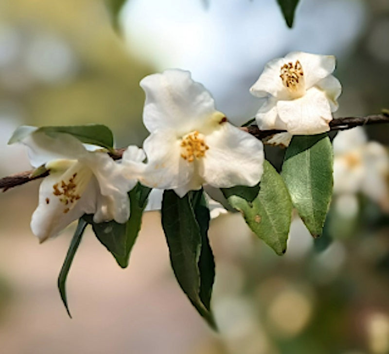 Camelia Buxifolia (Botanica) v.19 (rarità) fioritura invernale