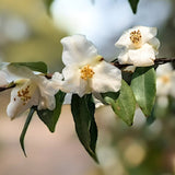 Camelia Buxifolia (Botanica) v.19 (rarità) fioritura invernale