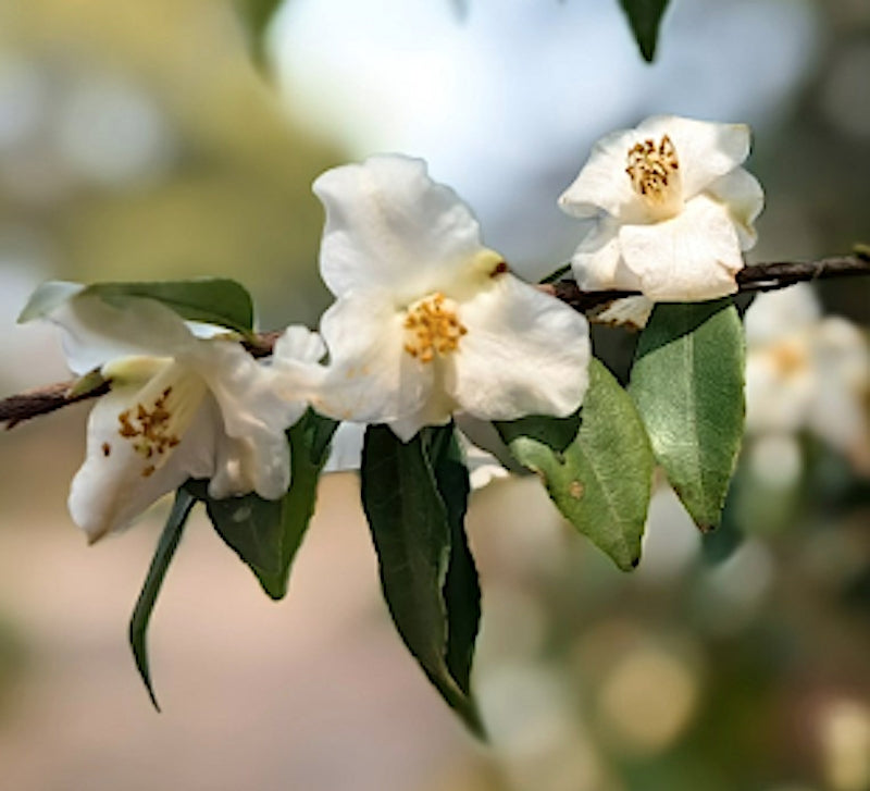 Camelia Buxifolia (Botanica) v.19 (rarità) fioritura invernale
