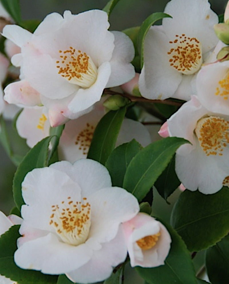 Camelia invernale Cinnamon Scentsation ( Profumata) v. 18