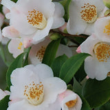 Camelia invernale Cinnamon Scentsation ( Profumata) v. 18