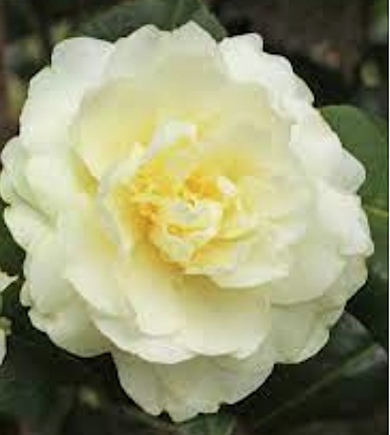 Camelia Buttermint vaso 19 fioritura invernale