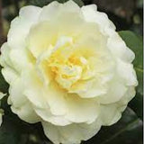 Camelia Buttermint vaso 19 fioritura invernale