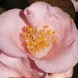 Camelia Baby bear v.19 fioritura invernale