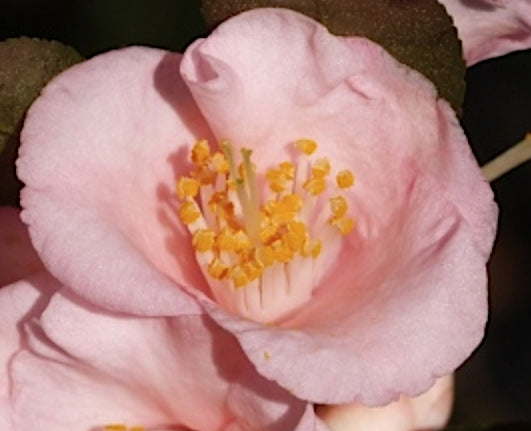 Camelia Baby bear v.19 fioritura invernale