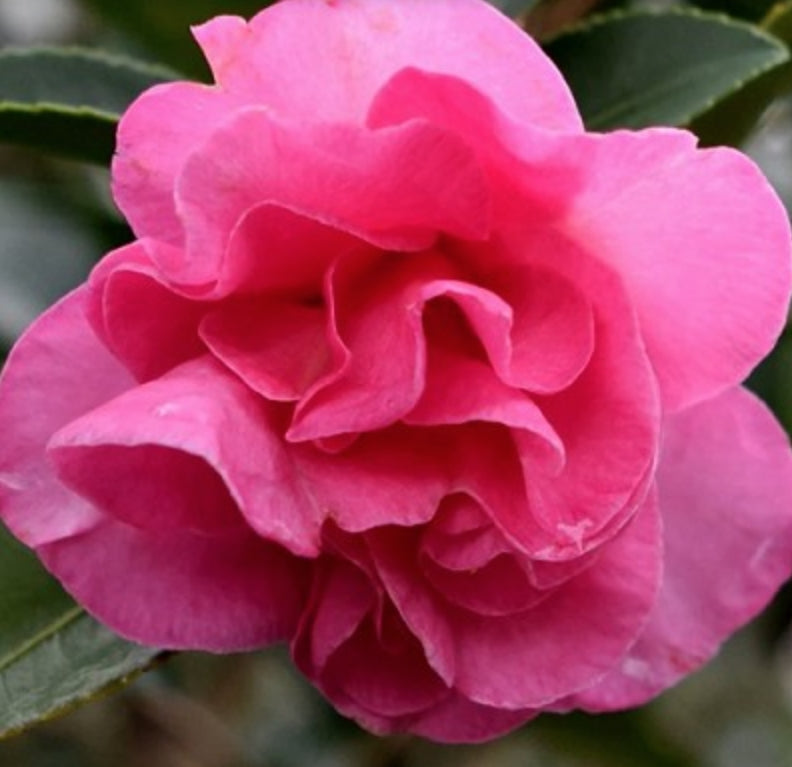 Camelia sasanqua Brandy's Temper v. 19