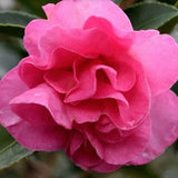 Camelia sasanqua Brandy's Temper v. 19