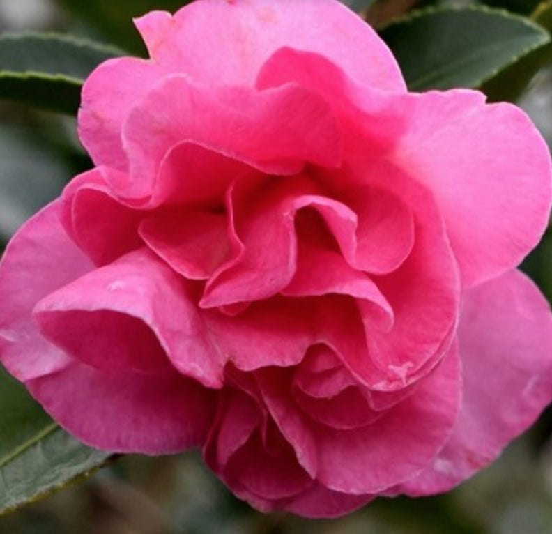 Camelia sasanqua Brandy's Temper v. 19