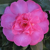 Camelia Sasanqua Paradise Hilda v.19