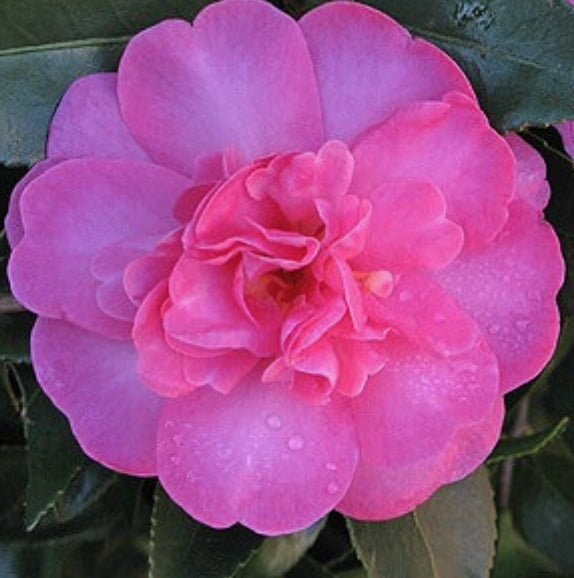 Camelia Sasanqua Paradise Hilda v.19
