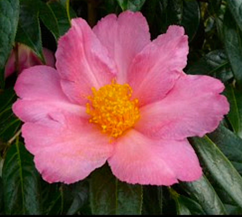 camelia sasanqua Granthamiana pink vaso 18