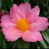 camelia sasanqua Granthamiana pink vaso 18
