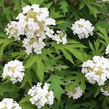 Hydrangea Quercifolia Ice Crystal vaso 18