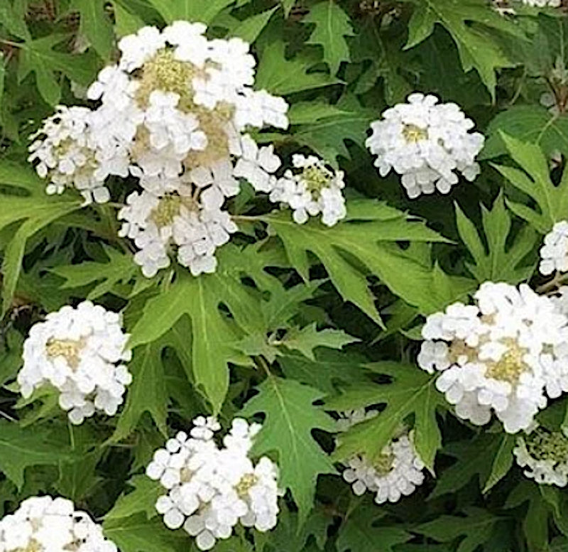 Hydrangea Quercifolia Ice Crystal vaso 18