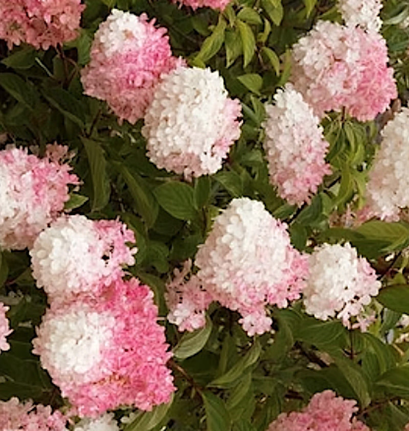 Hydrangea Paniculata Pink Diamond vaso 18