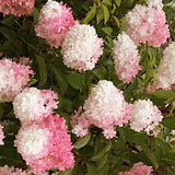Hydrangea Paniculata Pink Diamond vaso 18