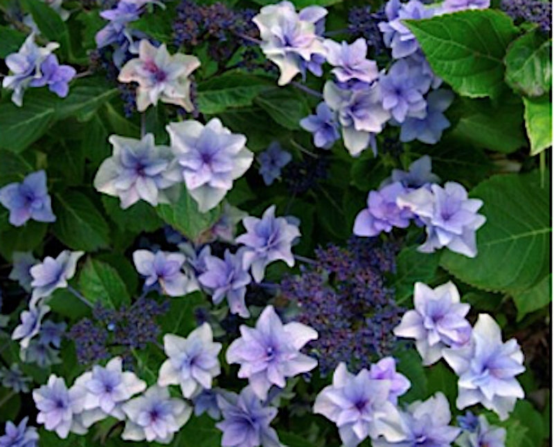 Hydrangea Etoile Violette vaso 18
