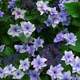 Hydrangea Etoile Violette vaso 18