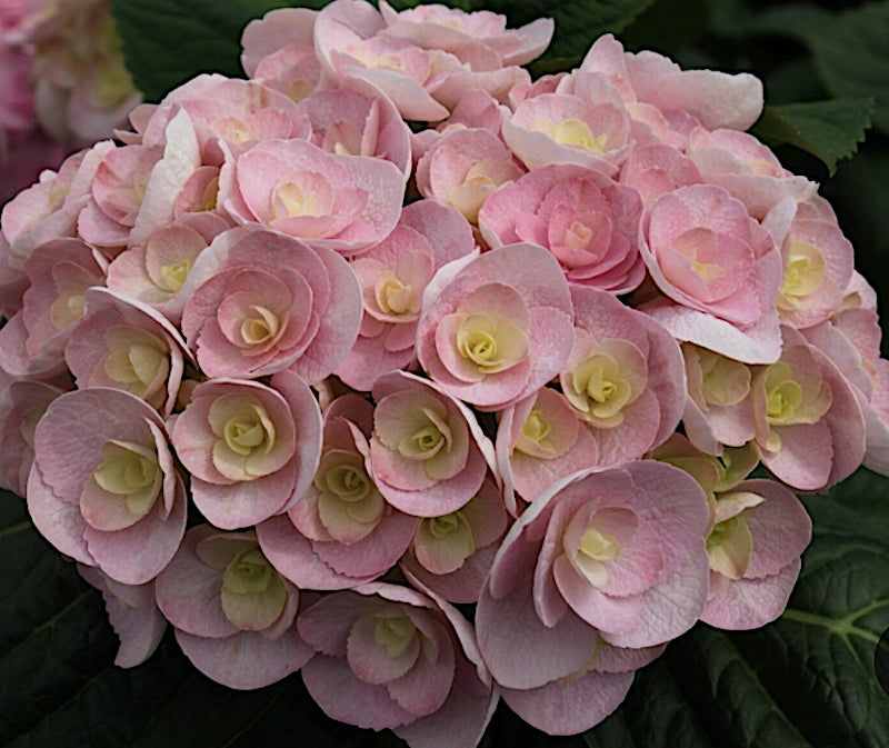 Hydrangea macrophylla you and me love vaso 19