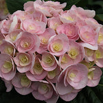 Hydrangea macrophylla you and me love vaso 19