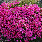 phlox Douglasii Crackerjack v.9