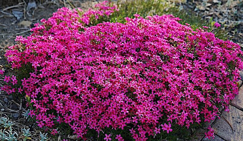 phlox Douglasii Crackerjack v.9