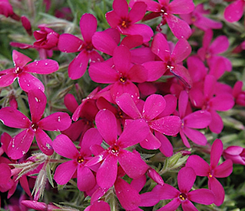 phlox Douglasii Crackerjack v.9