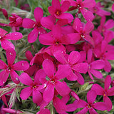 phlox Douglasii Crackerjack v.9