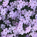 Phlox Douglasii Eva v.9