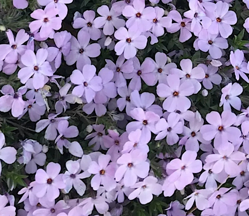 Phlox Douglasii Eva v.9