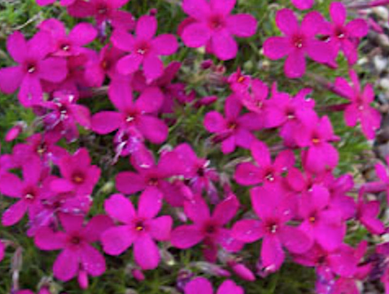Phlox Douglasii Ochsenblut v.9