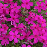 Phlox Douglasii Ochsenblut v.9