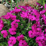 Phlox Douglasii Red Admiral v.9