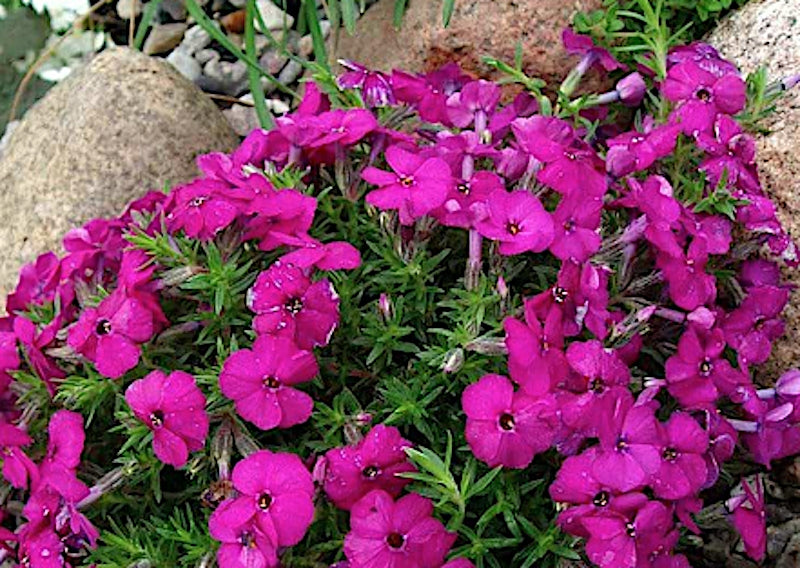 Phlox Douglasii Red Admiral v.9