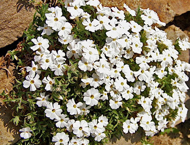 Phlox Douglasii White Admiral v.9