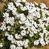 Phlox Douglasii White Admiral v.9
