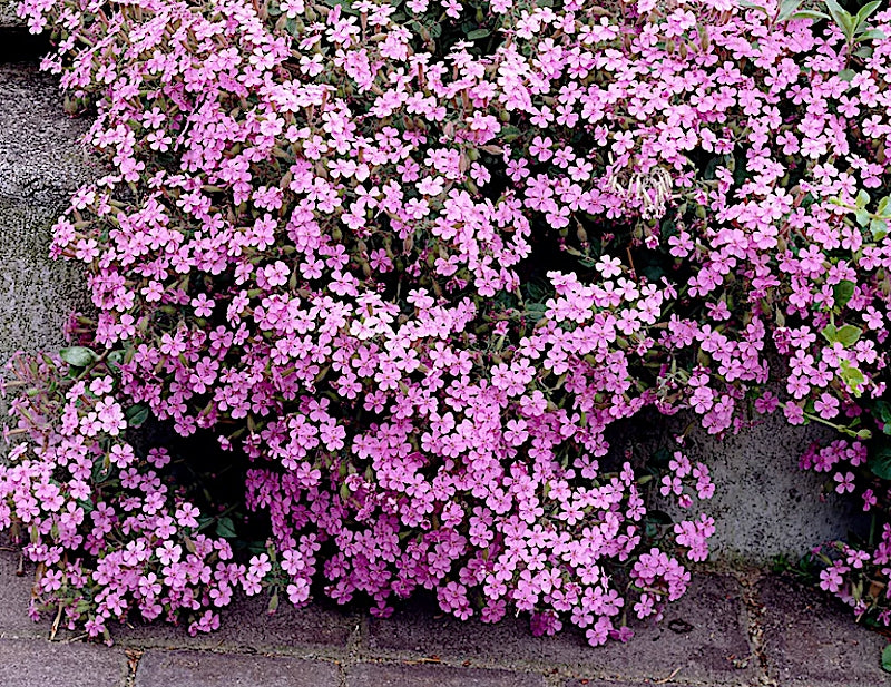Saponaria Ocymoides v.9