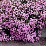 Saponaria Ocymoides v.9