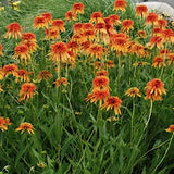 Echinacea Marmalade vaso 1 litro