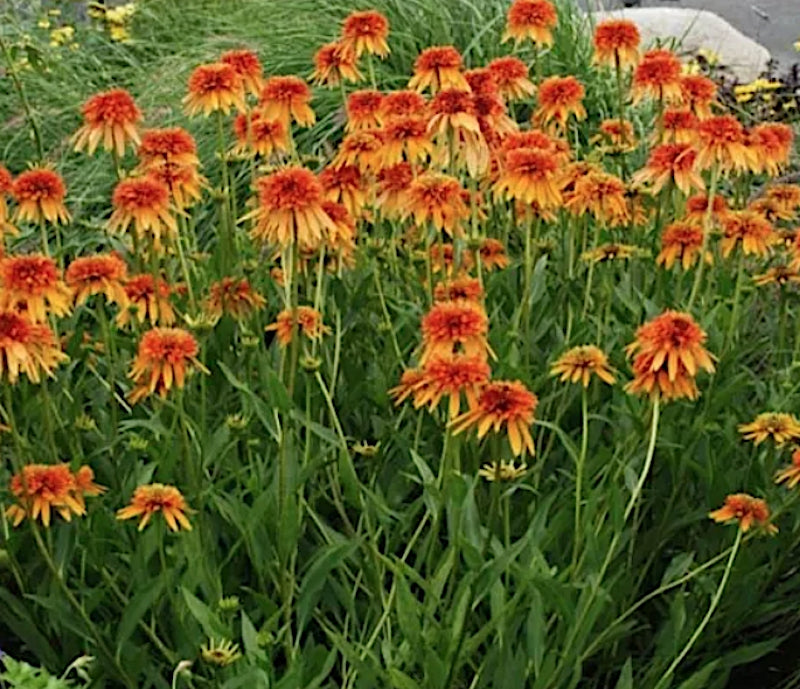 Echinacea Marmalade vaso 1 litro