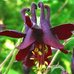 Aquilegia Atrata v.9