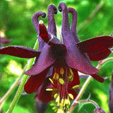 Aquilegia Atrata v.9