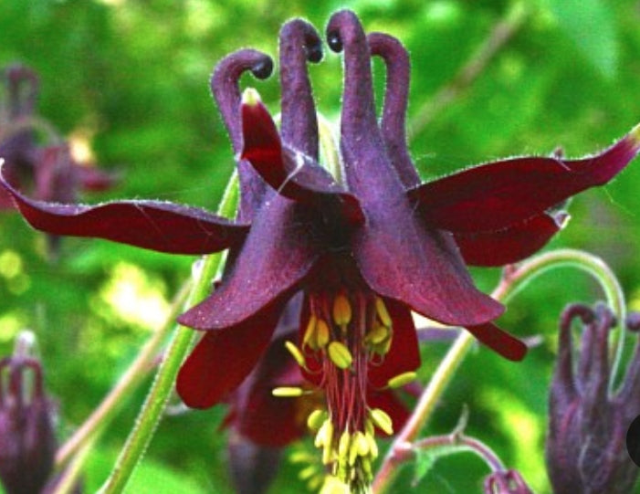 Aquilegia Atrata v.9